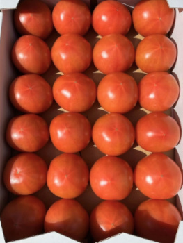箱入りトマトの写真